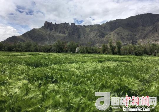 2017年西藏青稞總產(chǎn)量達到79萬噸，占糧食總產(chǎn)量的77%。圖為西藏青稞。　王玉林 攝