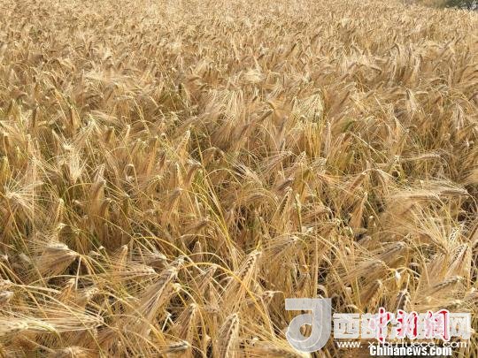 2017年西藏青稞種植面積達210多萬畝，占糧食播種面積的75%。圖為成熟期的青稞?！⊥跤窳?攝