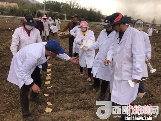 圖為研究員實地調(diào)研青稞生長土壤?！⊥跤窳?攝