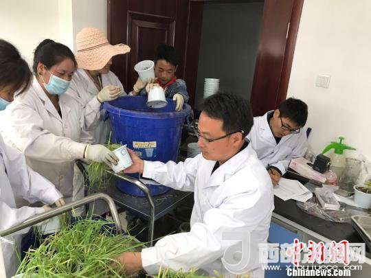 圖為研究員正在調(diào)查青稞感染白粉病情況?！⊥跤窳?攝