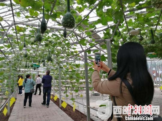 山西省郵政管理局積極推動(dòng)“一市一品”農(nóng)特產(chǎn)品進(jìn)城項(xiàng)目。 資料圖 楊杰英 攝