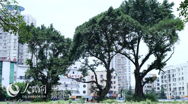 黃桷樹廣場正在建設(shè)中。王嫚 攝