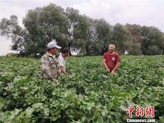 遠(yuǎn)改忠在棉花地里為連隊職工分享種植經(jīng)驗?！“叉陆?攝