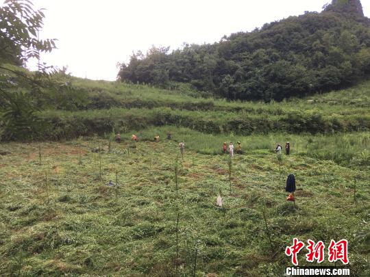 貴州同威生物科技有限公司天麻種植基地?！≈軏?攝