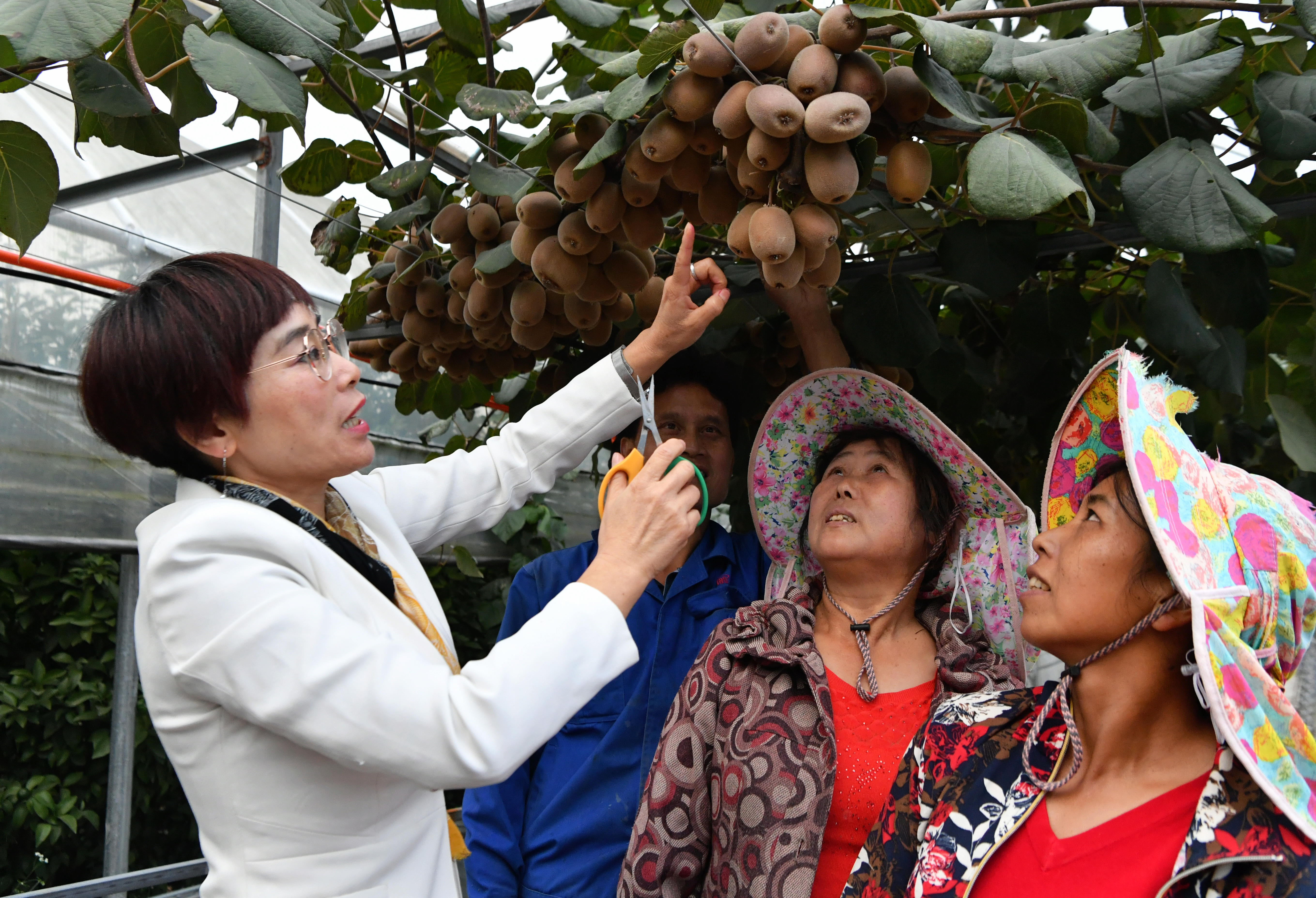 2020年10月22日，在周寧縣農(nóng)民創(chuàng)業(yè)示范基地特色水果種植園，福建省寧德市農(nóng)業(yè)科學(xué)研究所的科技特派員（左一）在指導(dǎo)當(dāng)?shù)剞r(nóng)民采摘紅心獼猴桃。新華社記者魏培全攝.JPG